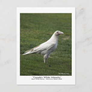 Canada's White Minority, Rare White Raven Postcard