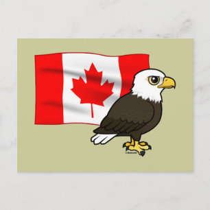 Canadian Bald Eagle Postcard