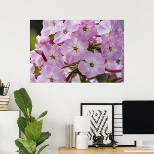 Canadian Beauty, Floral Pink Phlox Poster