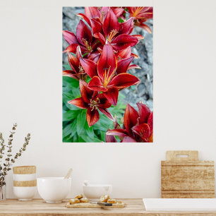 Canadian Beauty, Floral Red Stargazer Lily Poster