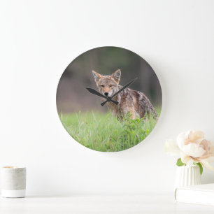 Canadian Coyote, Animal Photography Large Clock