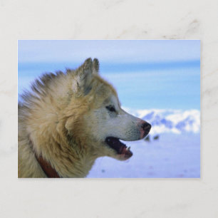 Canadian Eskimo sled dog Postcard