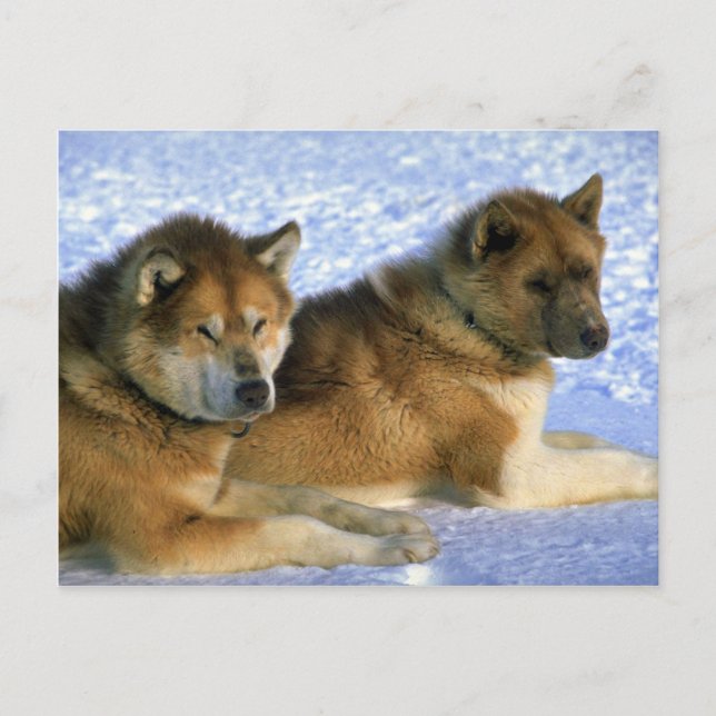 Canadian Eskimo sled dogs Postcard (Front)