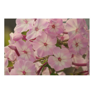 Canadian Floral Art, Botanical Print "Pink Phlox"