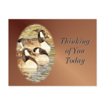 Canadian Geese blank Postcard- customise