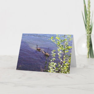 Canadian Geese Family Card