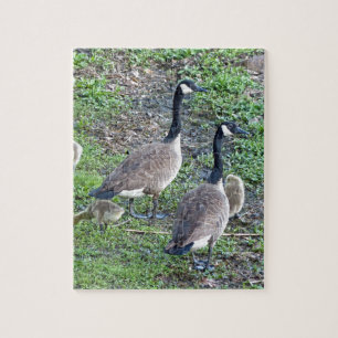 Canadian Geese Family Jigsaw Puzzle