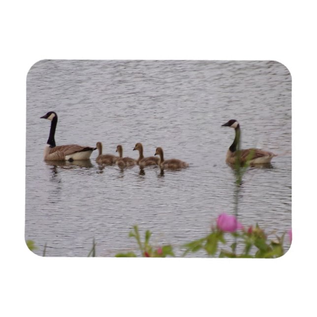 Canadian Geese Family n Flowers Flexible Magnet (Horizontal)