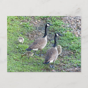 Canadian Geese Family Postcard