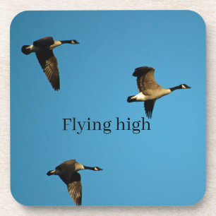Canadian geese in flight coaster