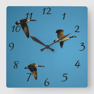 Canadian geese in flight square wall clock