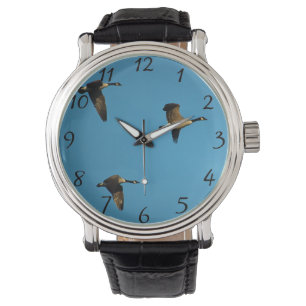 Canadian geese in flight  watch