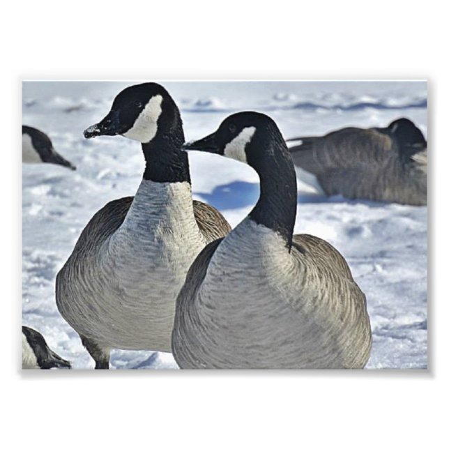 Canadian Geese in Winter Photo Print (Front)