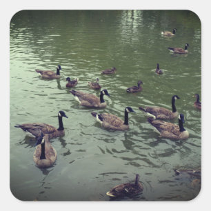 Canadian Geese & Mallard Ducks Stickers