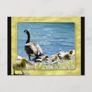 Canadian Geese (Mum and Babes) Postcard 2