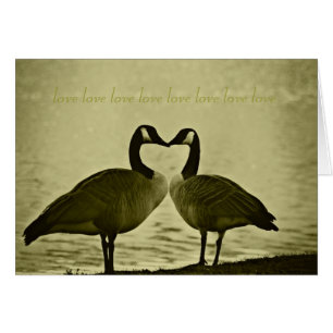 Canadian Geese Photo