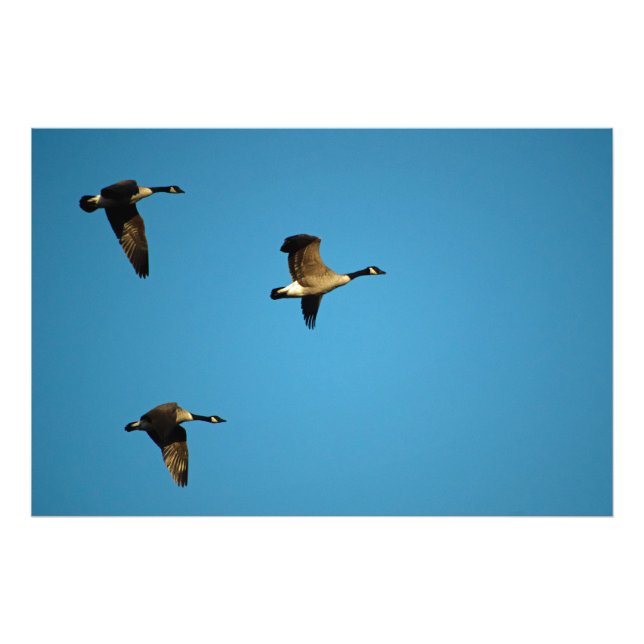 Canadian Geese Photo Print (Front)