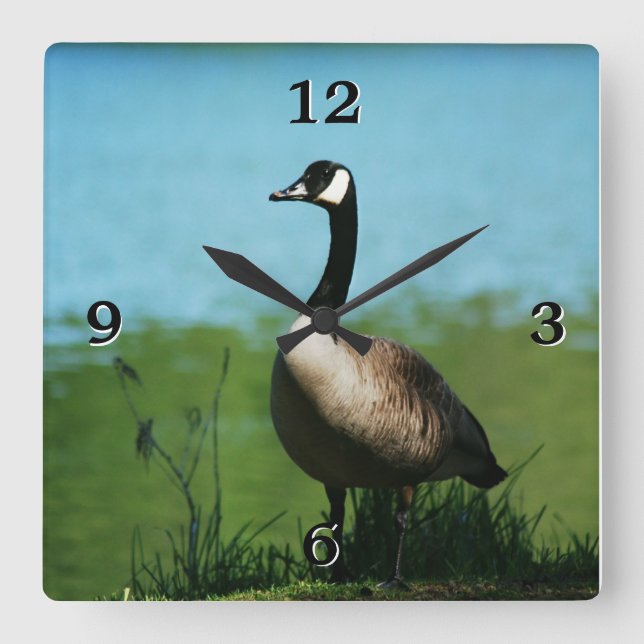 Canadian Geese Photo Square Wall Clock (Front)