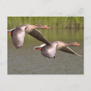 Canadian Geese Postcard