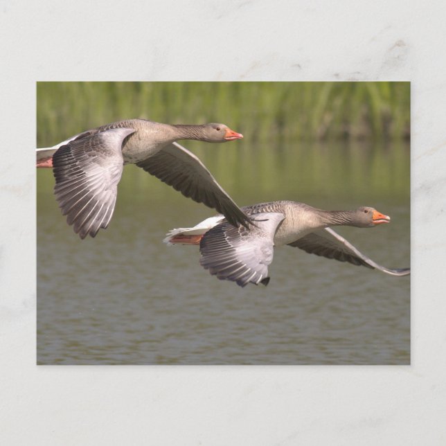 Canadian Geese Postcard (Front)