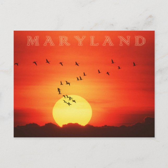 Canadian Geese silhouetted against fiery sunrise Postcard (Front)