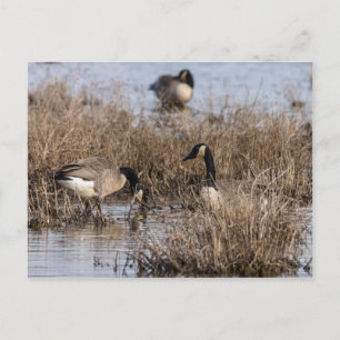 Canadian Geese Snack Time Postcard