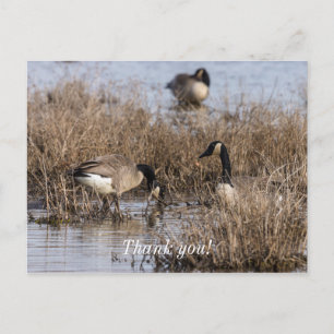 Canadian Geese Snack Time Postcard