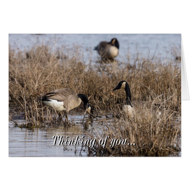Canadian Geese Snack Time Thinking Of You Card (Front Horizontal)