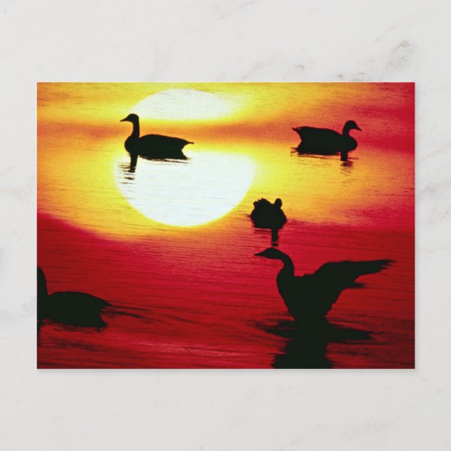 Canadian geese sunset postcard (Front)
