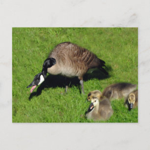 Canadian Geese With Mother 1 Postcard