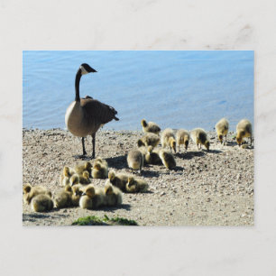 Canadian Geese With Mother Postcard
