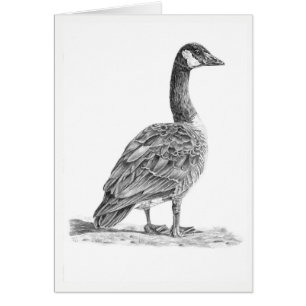 Canadian Goose