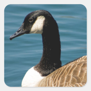 Canadian Goose - Branta canadensis Square Sticker