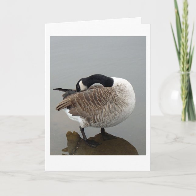 Canadian goose  card (Front)