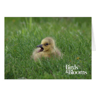 Canadian Goose Chick