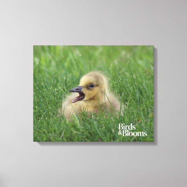 Canadian Goose Chick Canvas Print (Front)
