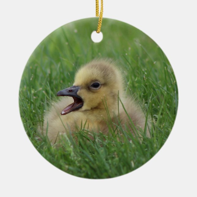 Canadian Goose Chick Ceramic Tree Decoration (Front)