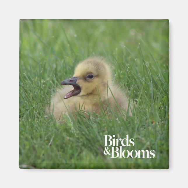 Canadian Goose Chick Magnet (Front)