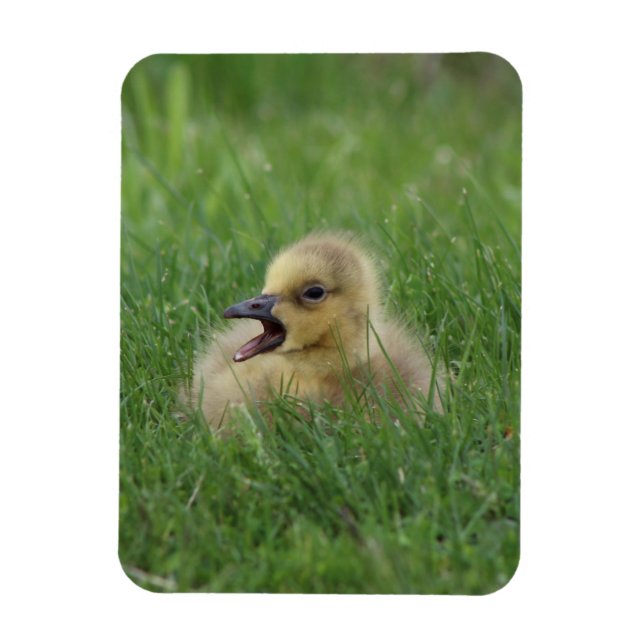 Canadian Goose Chick Magnet (Vertical)