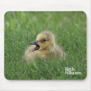 Canadian Goose Chick Mouse Mat