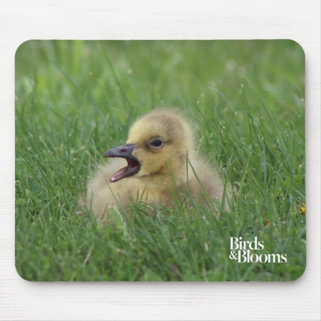 Canadian Goose Chick Mouse Mat (Front)