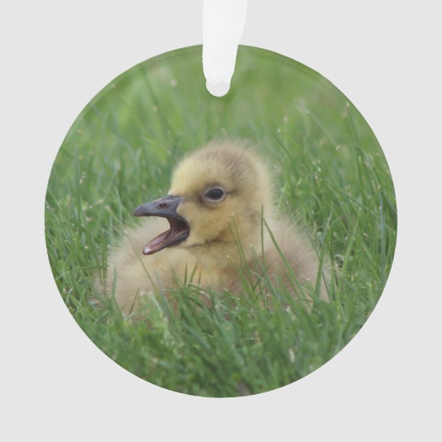 Canadian Goose Chick Ornament (Front)