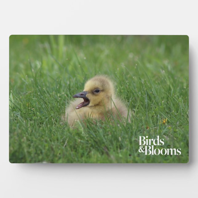 Canadian Goose Chick Plaque (Front)