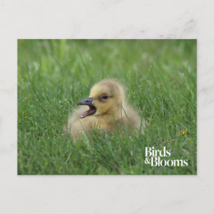Canadian Goose Chick Postcard