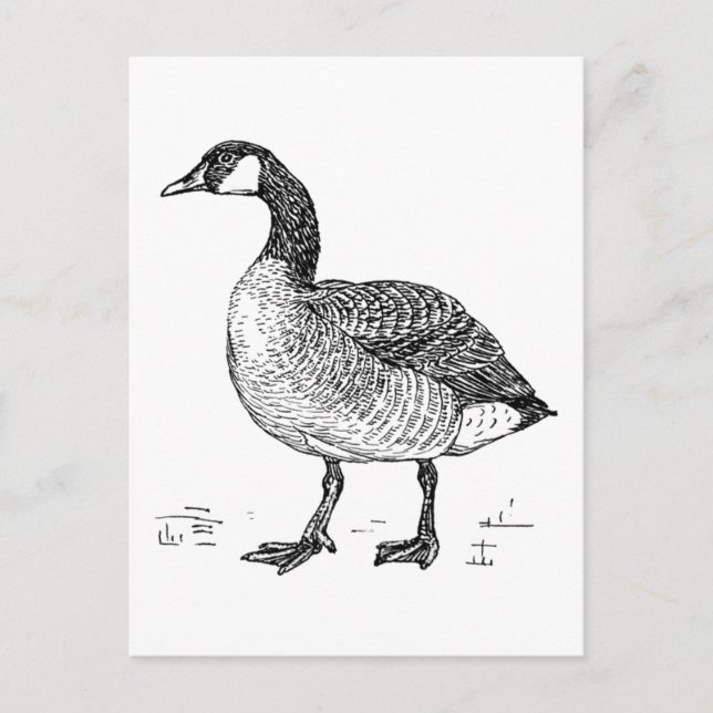Canadian Goose Fine Art Sketch, Bird Drawing Postcard (Front)