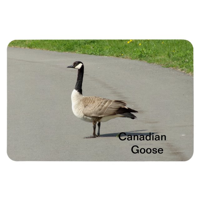Canadian Goose Flexible Magnet (Horizontal)