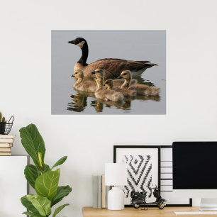 Canadian Goose Geese Poster