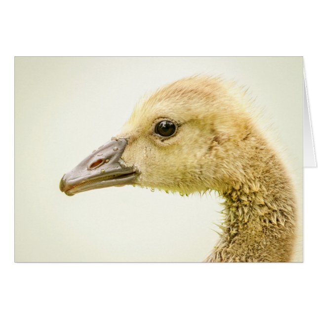 Canadian Goose (Gosling) (Front Horizontal)