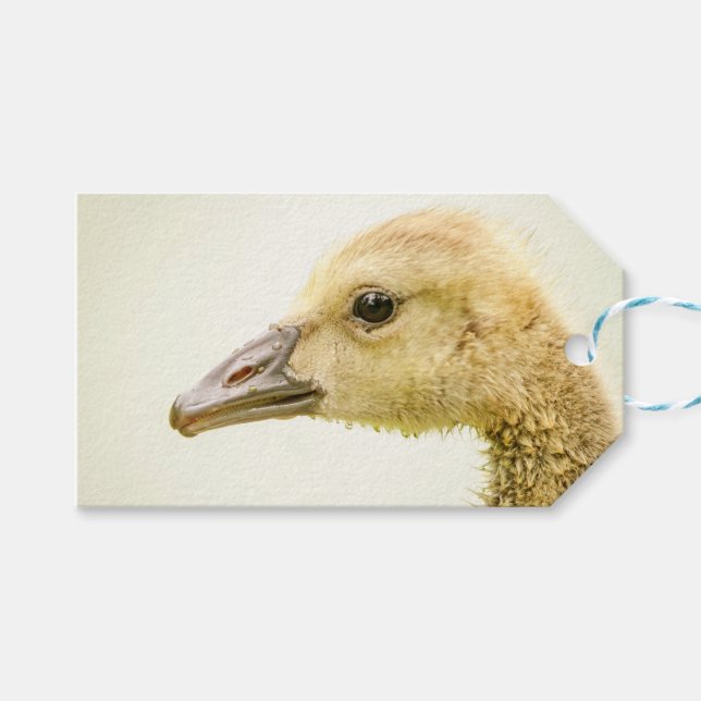 Canadian Goose (Gosling) Gift Tags (Front (Horizontal))