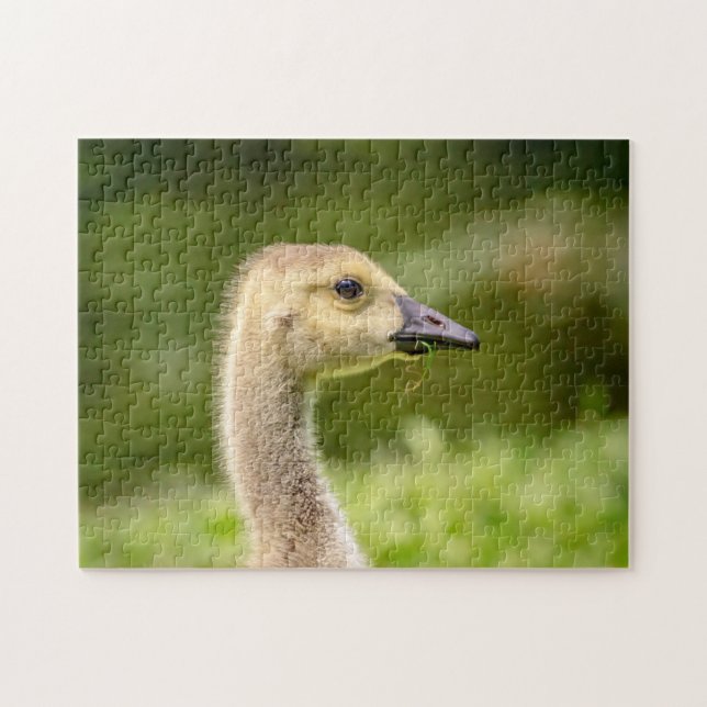 Canadian Goose (Gosling) Jigsaw Puzzle (Horizontal)